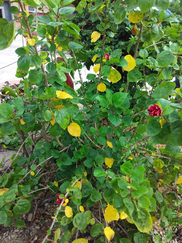 IMG_20150820_074330.jpg