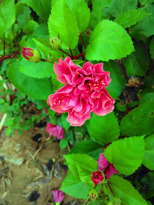 IMG_20150820_074423.jpg