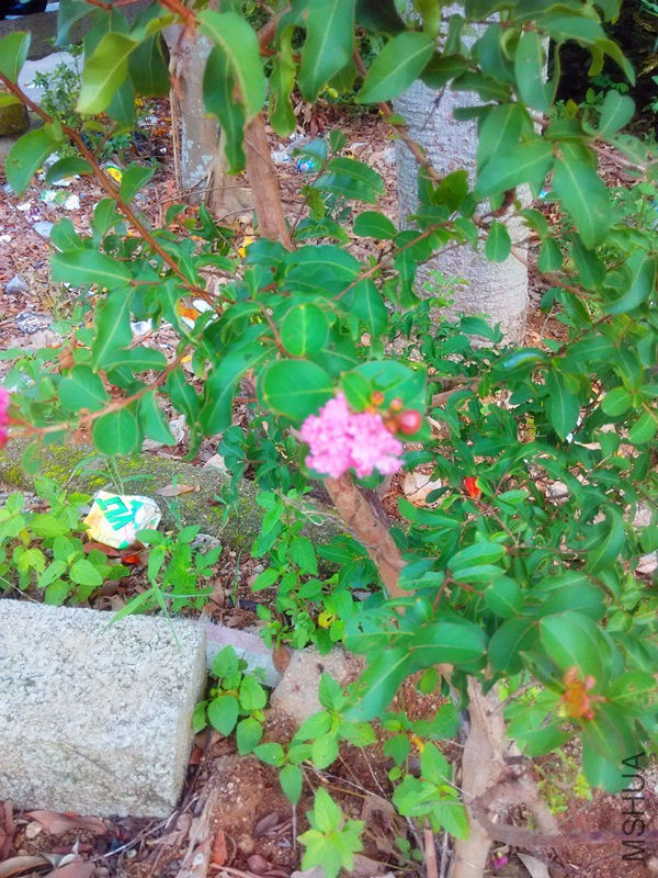 IMG_20150820_074456.jpg