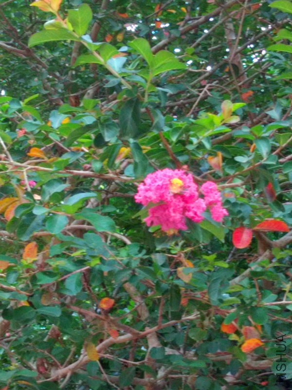 IMG_20150820_075144.jpg