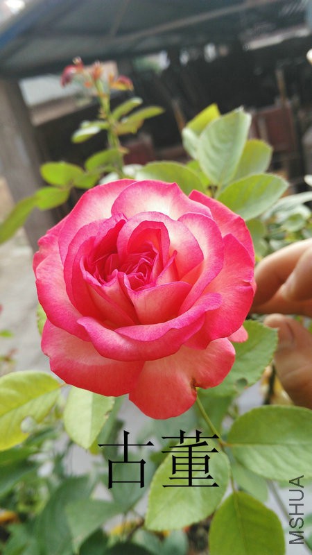 IMG_20150721_071036.jpg