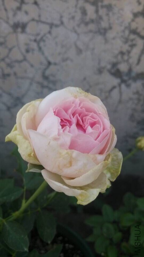 QQͼƬ20150822124144.jpg