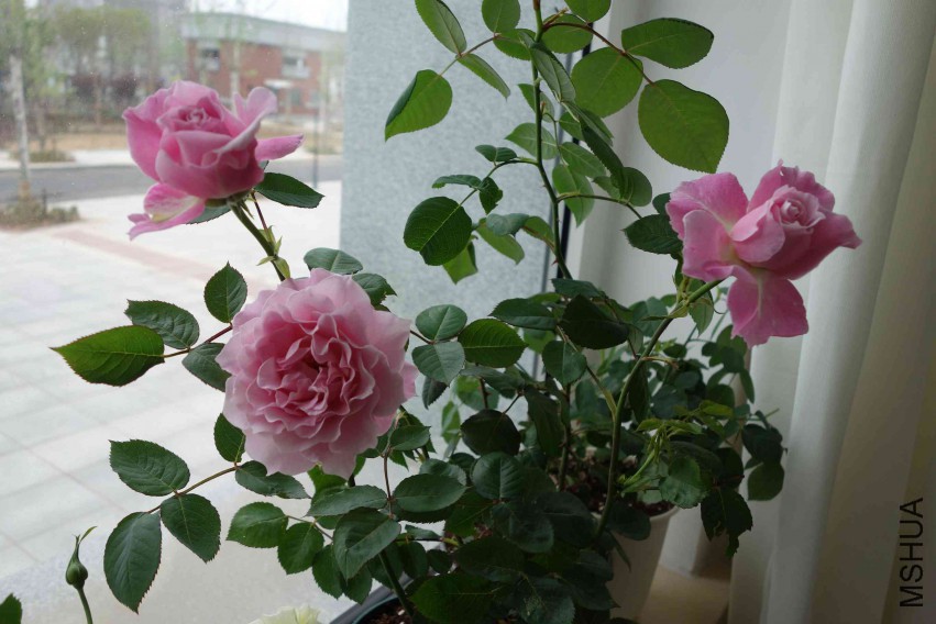 ��Ĭ�İ�-Rosarian.jpg