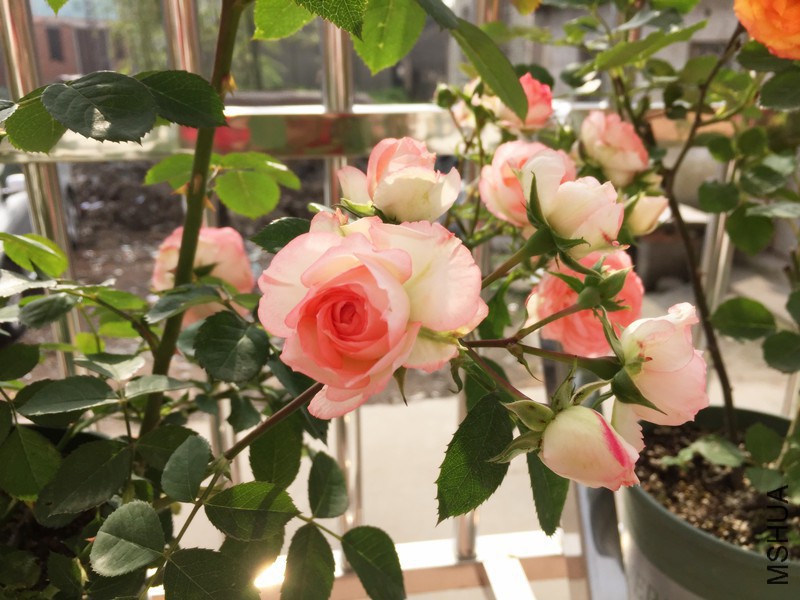 �ɰ���-coldpeony.jpg