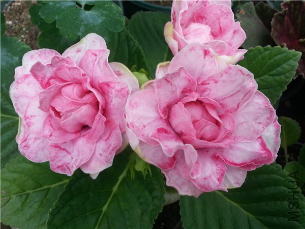 20150825_095942.jpg