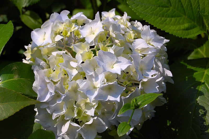 DSC_00510051.JPG