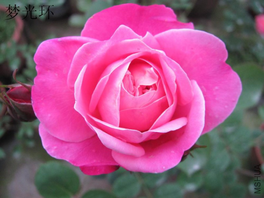 IMG_5947 �ι⻷.JPG