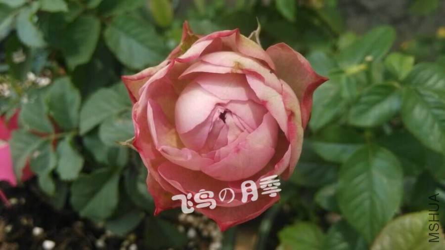 QQͼƬ20150701121414.jpg