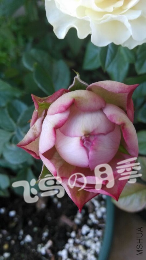 QQͼƬ20150630175703.jpg