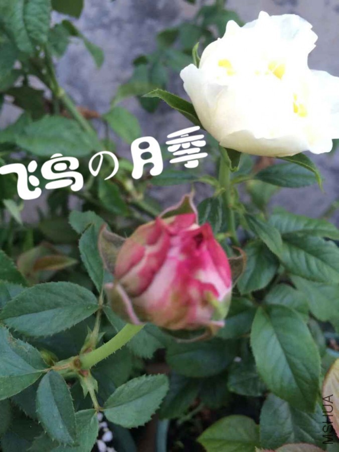 QQͼƬ20150701121935.jpg