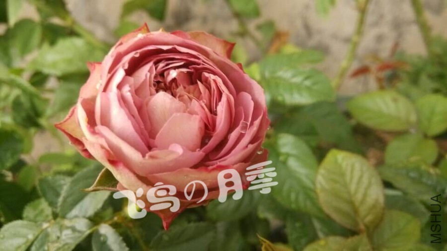 QQͼƬ20150702161207.jpg
