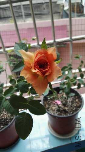 IMG_20150826_122515.jpg