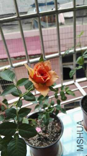 IMG_20150826_122525.jpg