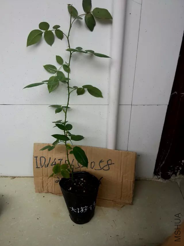 psb (1).jpg