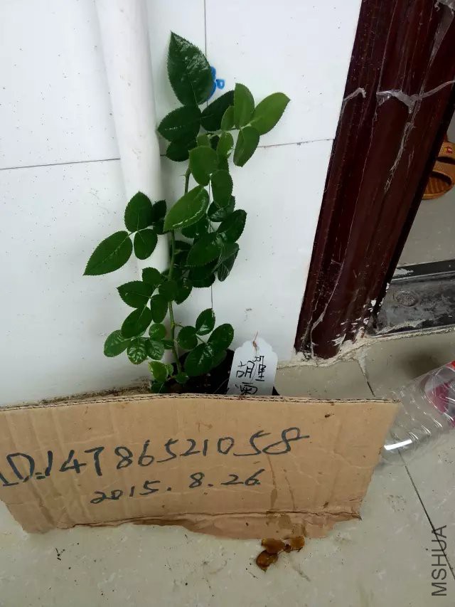 psb (5).jpg