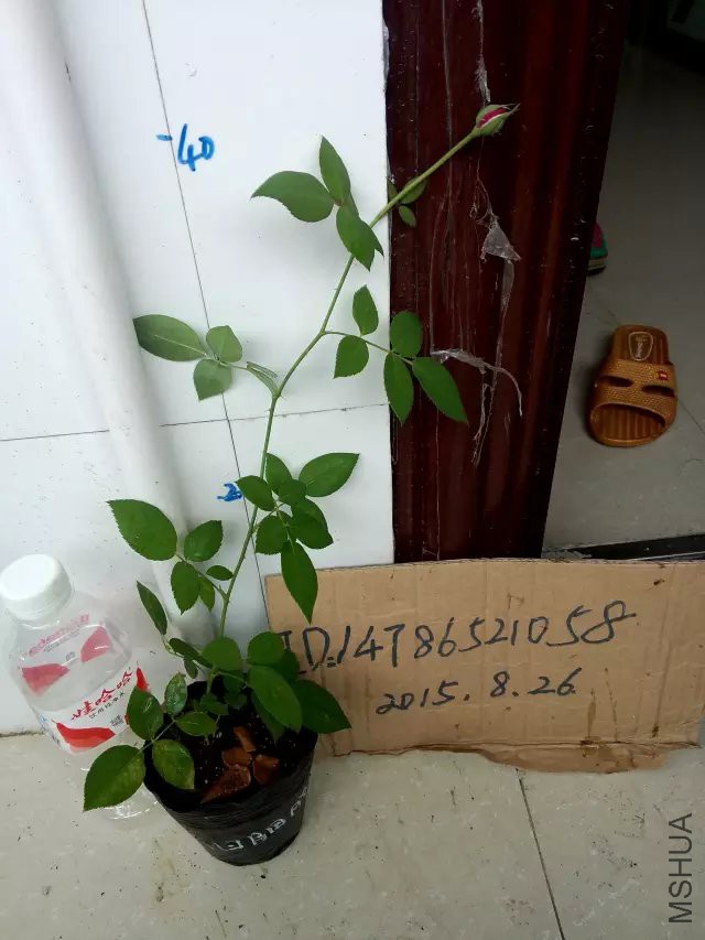 psb (6).jpg