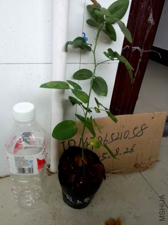 psb (8).jpg