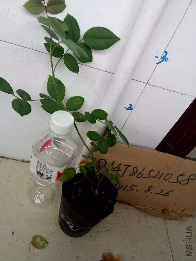 psb (9).jpg