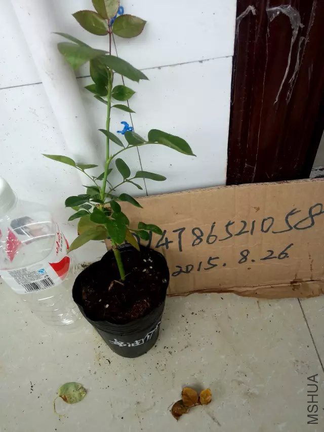 psb (10).jpg