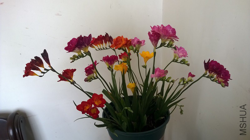 WP_20150501_002.jpg