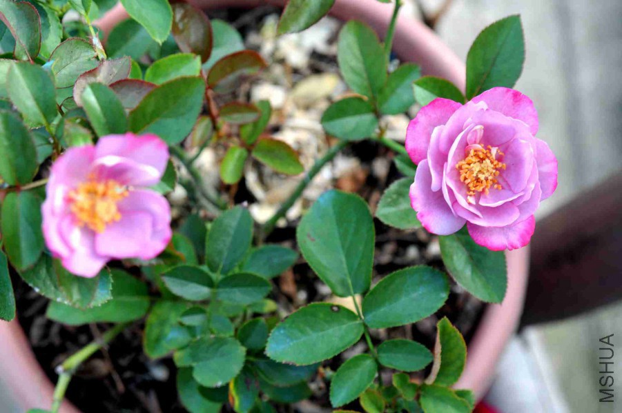 DSC_6325_����.jpg