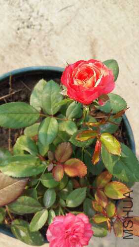 20150827_073638.jpg