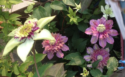 ����� ��ʯ�����ϡ�С��.jpg