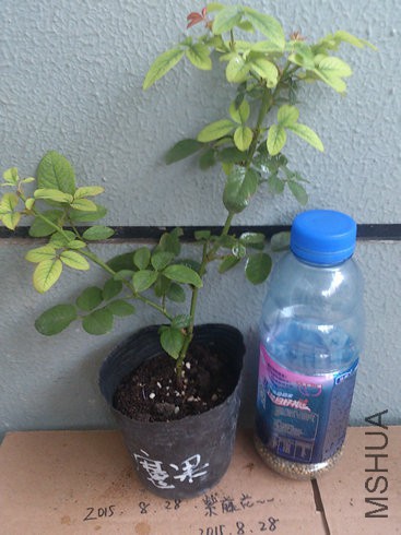 ħ��