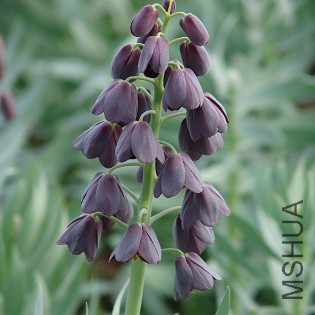 37035-Fritillaria-persica__74311_std.jpg