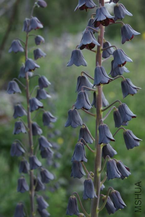 FRITILLARIA PERSICA BLACK FORM 1_resize.jpg