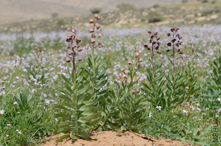 persian lily wild.jpg