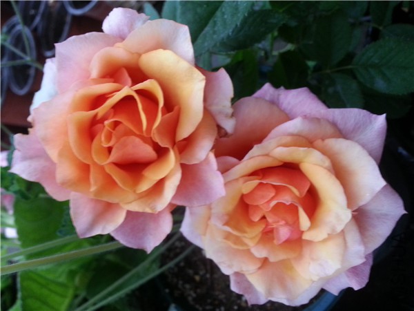 20150828_163015.jpg