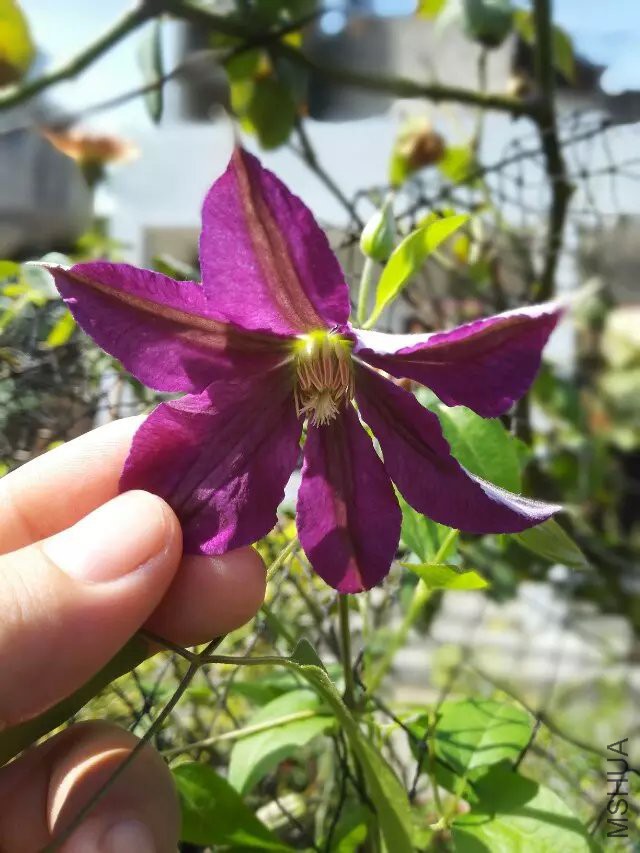 psb (1).jpg