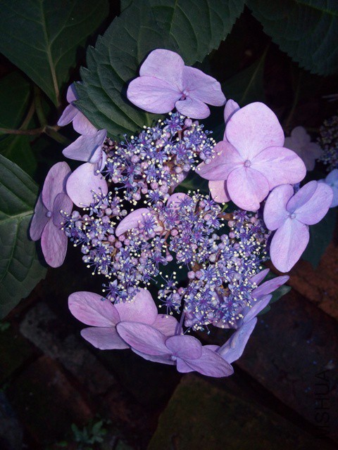 IMG_20150605_181022.jpg