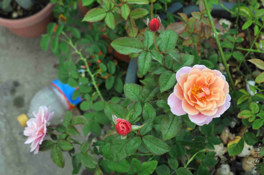 DSC_6378_����.jpg