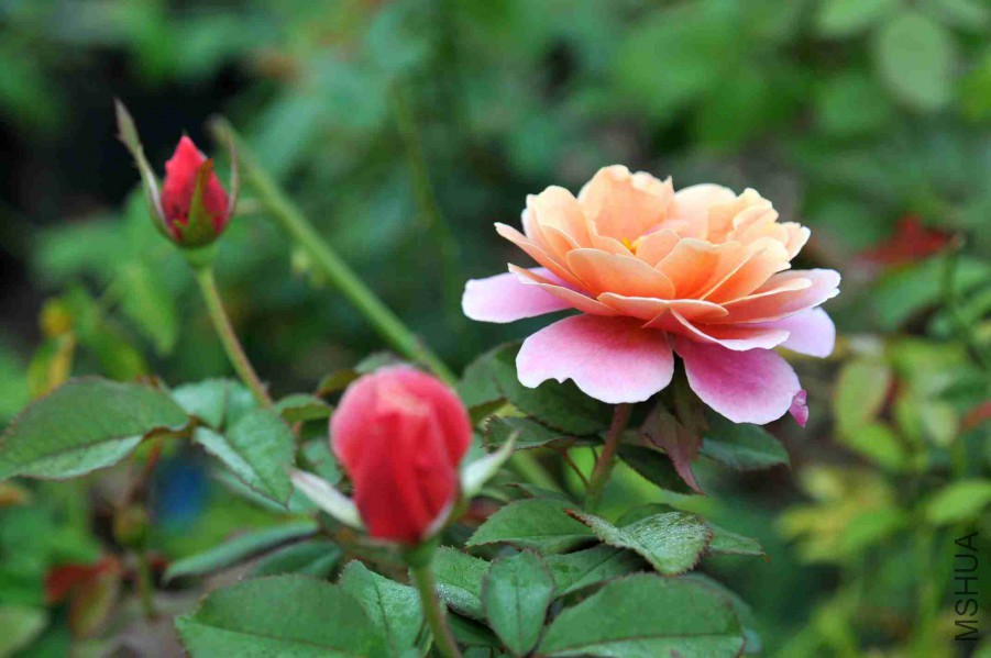 DSC_6465_����.jpg
