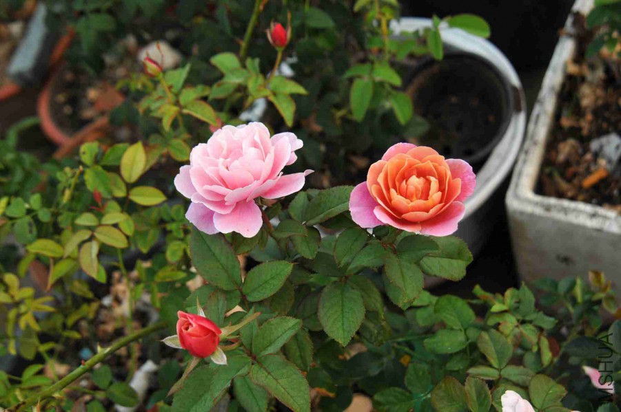 DSC_6624_����.jpg