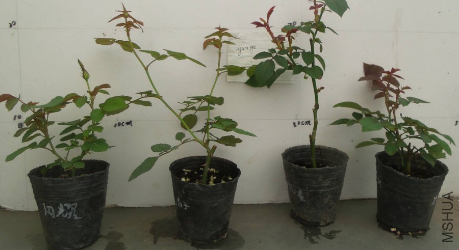 20130129_085515.jpg