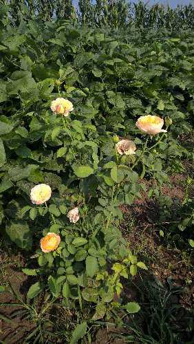 WP_20150828_08_41_03_Pro.jpg