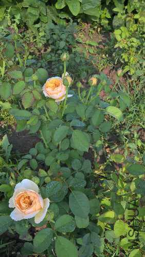 WP_20150828_08_41_22_Pro.jpg