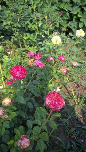 WP_20150828_08_40_28_Pro.jpg