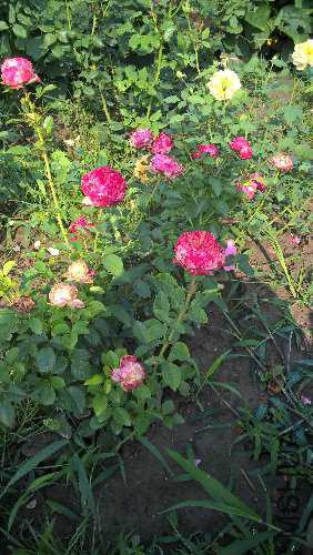 WP_20150828_08_40_36_Pro.jpg