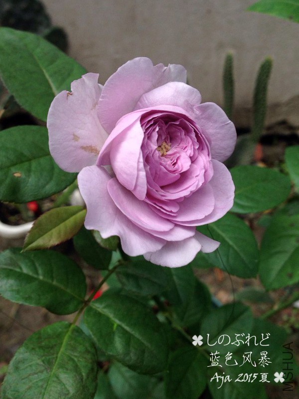 ��ɫ�籩15x-1.jpg
