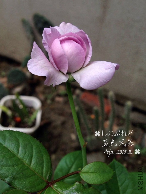 ��ɫ�籩15x-4.jpg