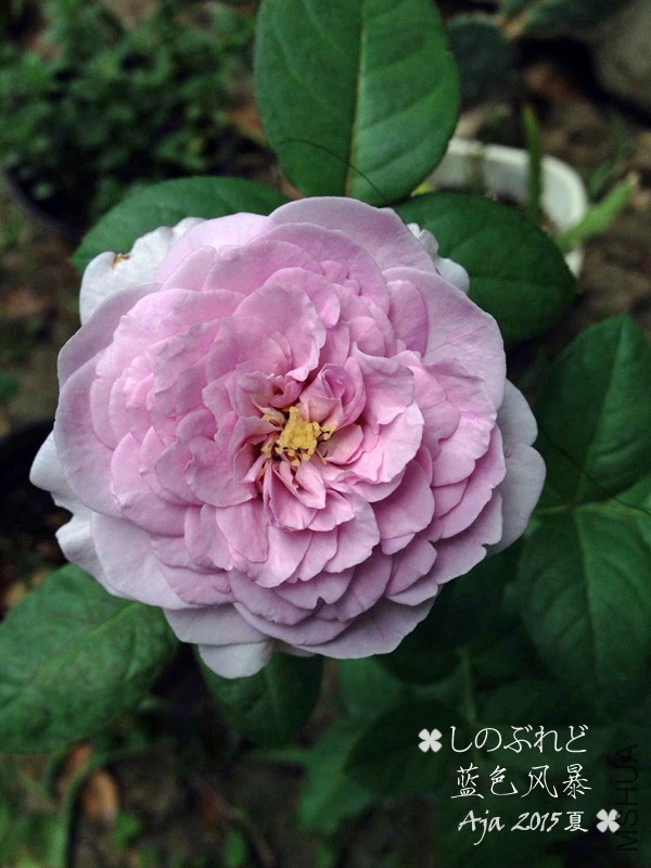 ��ɫ�籩15x-3.jpg