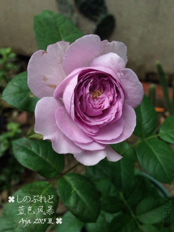 ��ɫ�籩15x-2.jpg