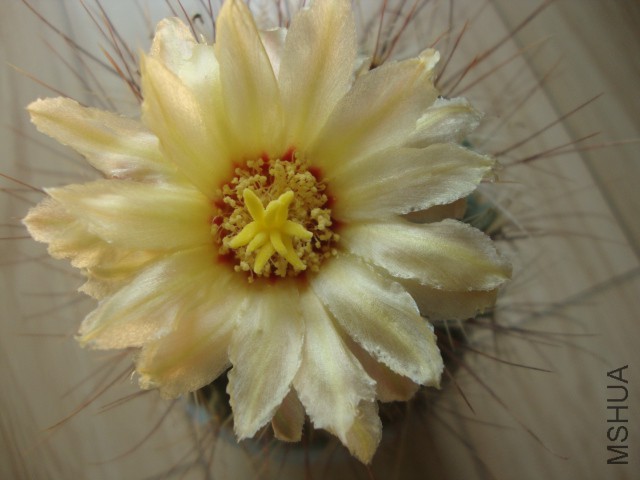 DSC04033.JPG