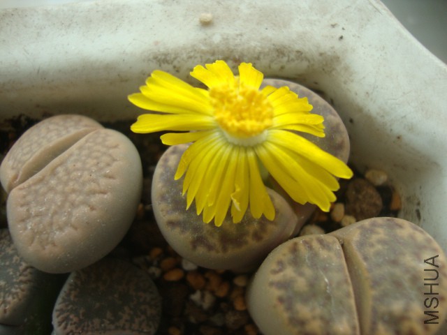 DSC04026.JPG