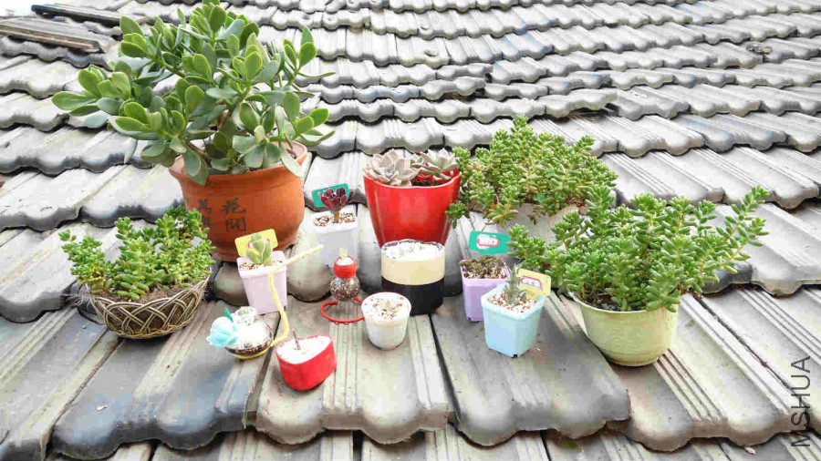 DSC01203_meitu_4.jpg