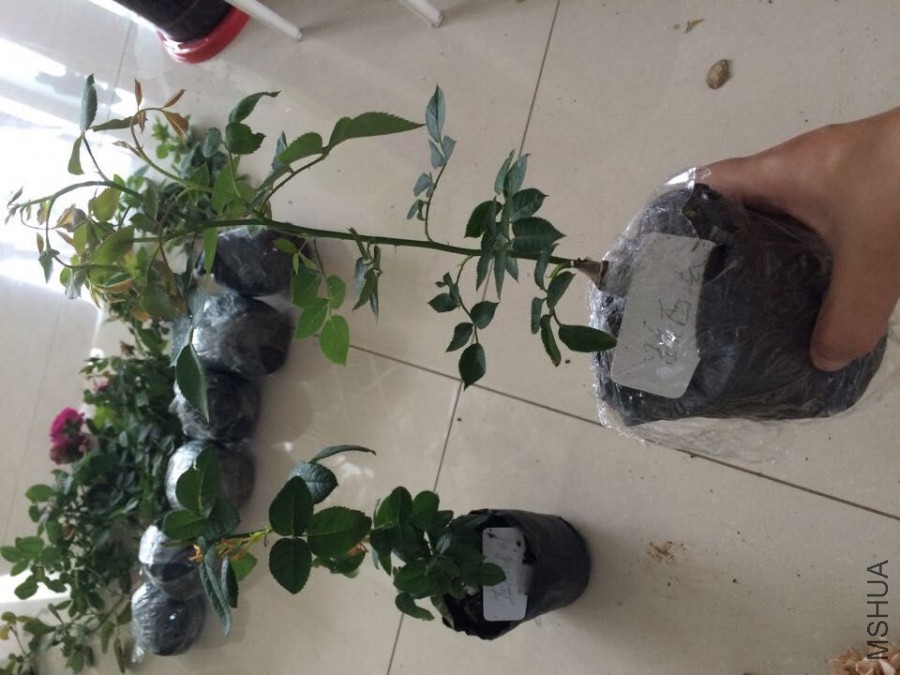 QQͼƬ20150829205331.jpg